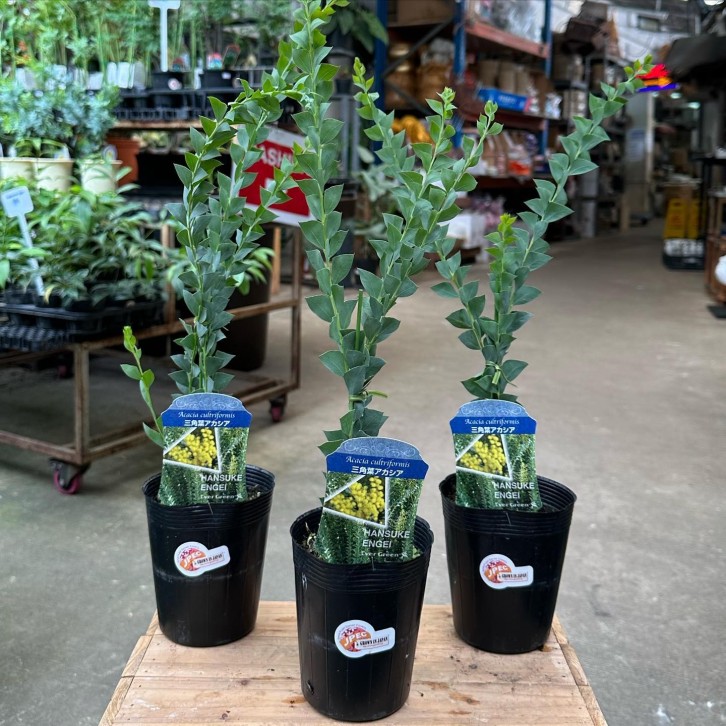 Acacia Cultriformis (JAPAN)