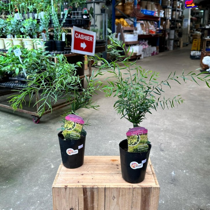 Acacia Fimbriata (JAPAN)