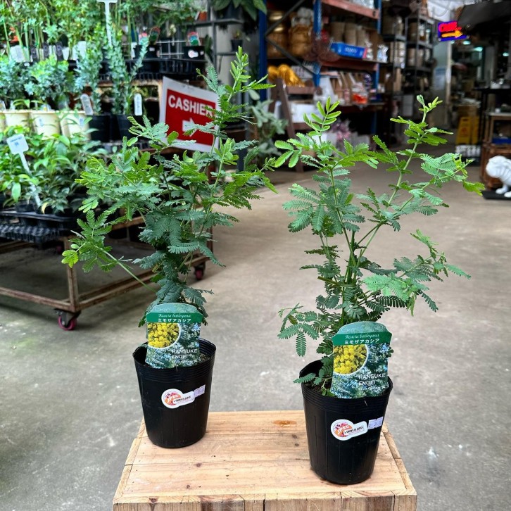 Acacia Baileyana (JAPAN)