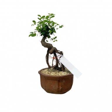 Chinese Elm Bonsai