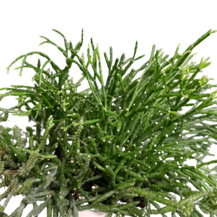 Rhipsalis on Face Shape Ceramic Pot