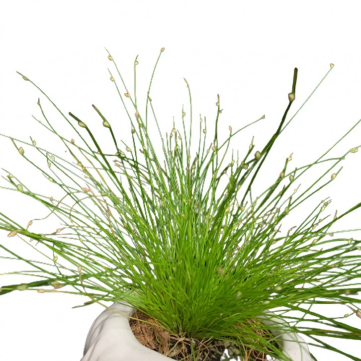 Isolepis on Angel Shape Ceramic Pot