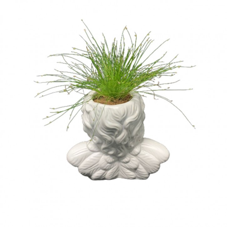 Isolepis on Angel Shape Ceramic Pot