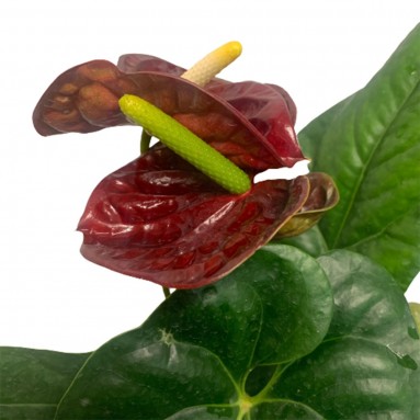 Anthurium Sempre