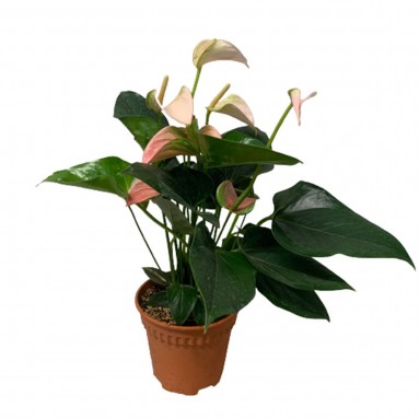 Anthurium Andraeanum 火鹤花 PINK (Flamingo Flower)