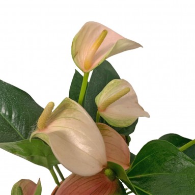 Anthurium Andraeanum 火鹤花 PINK (Flamingo Flower)