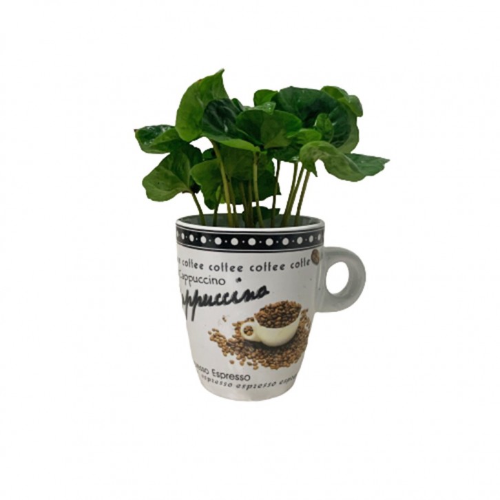 Coffea Arabica (Coffee Plant In a Mug)