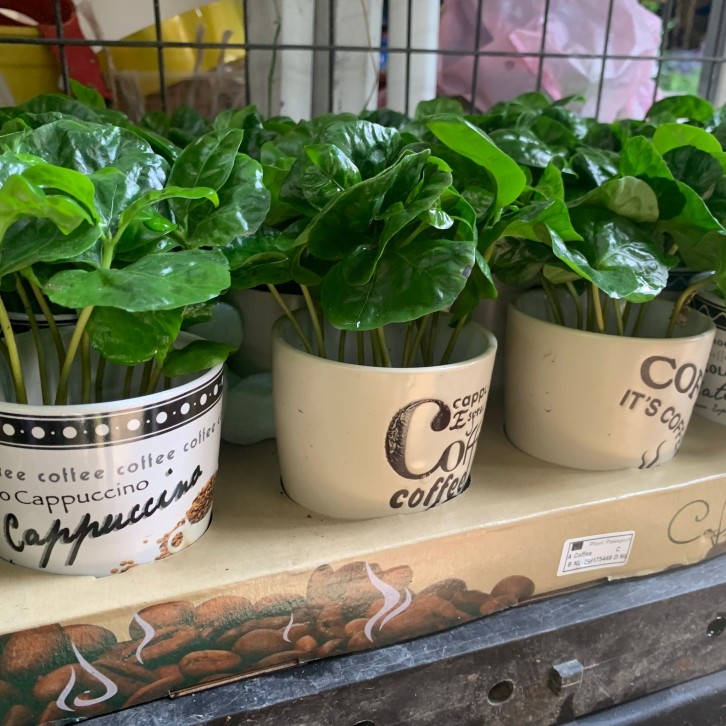 Coffea Arabica (Coffee Plant In a Mug)