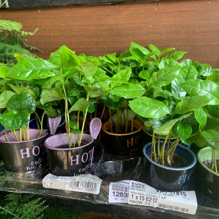 Coffea Arabica (Coffee Plant In a Mug)