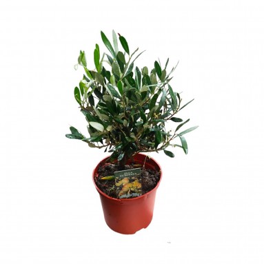 Olive Tree (Olea Europaea) HOLLAND