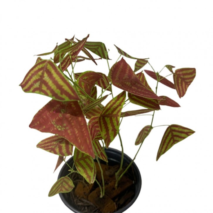 Christia Obcordata (Swallow Tail)