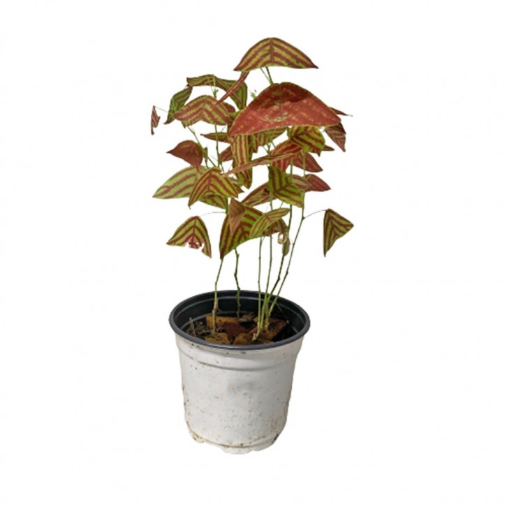 Christia Obcordata (Swallow Tail)