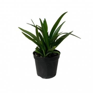 Ledebouria Cooperi 縞蔓穗