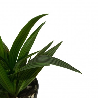 Ledebouria Cooperi 縞蔓穗