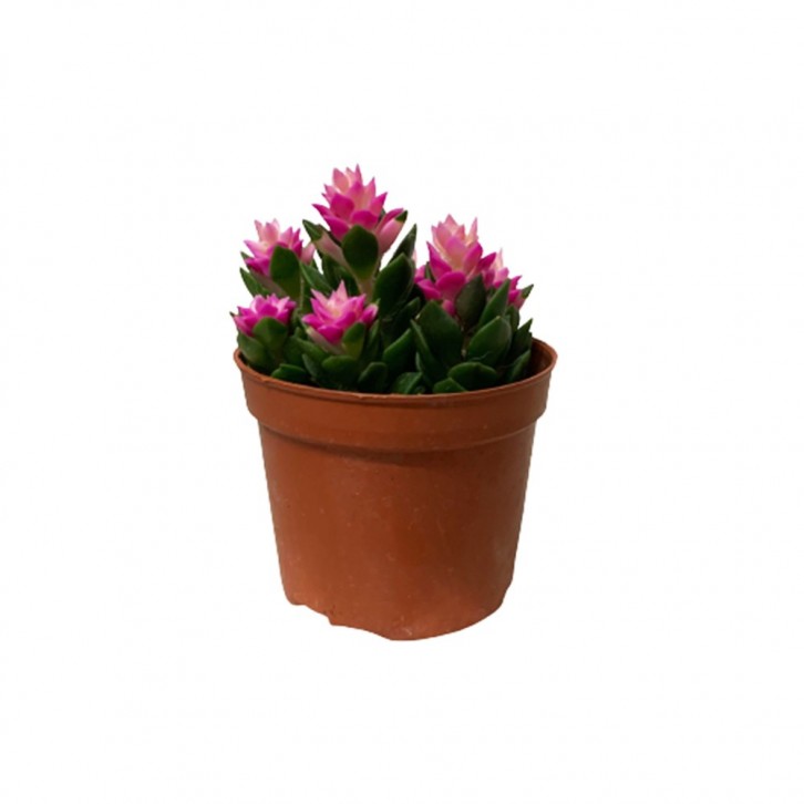 Anacampseros Rufescens (Sunrise)