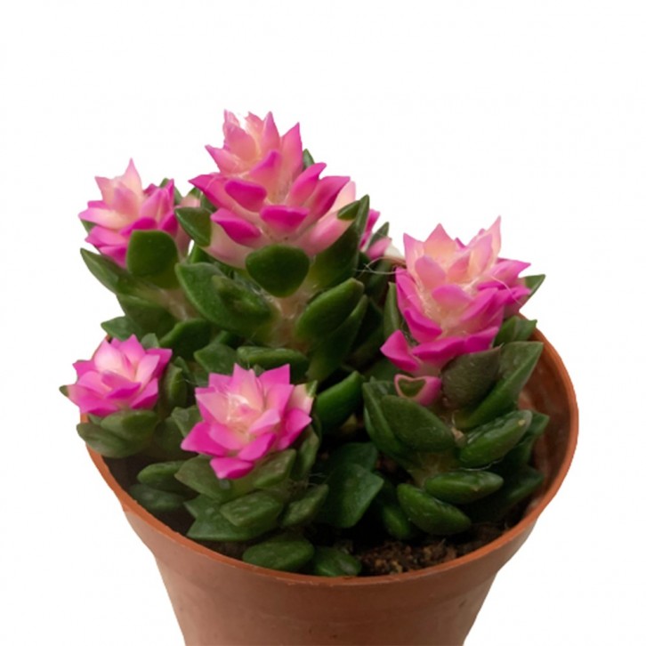 Anacampseros Rufescens (Sunrise)