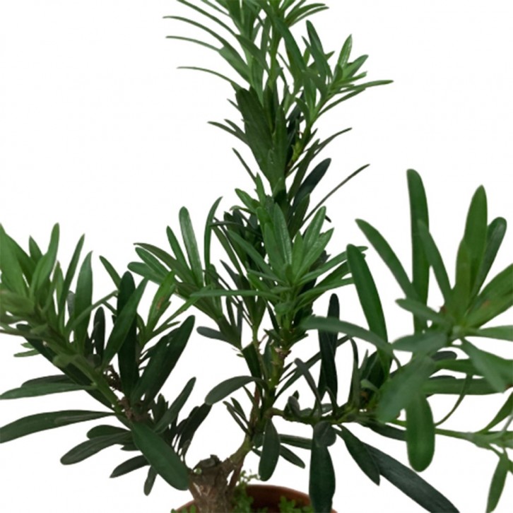 Podocarpus Macrophyllus (Yew Pine)