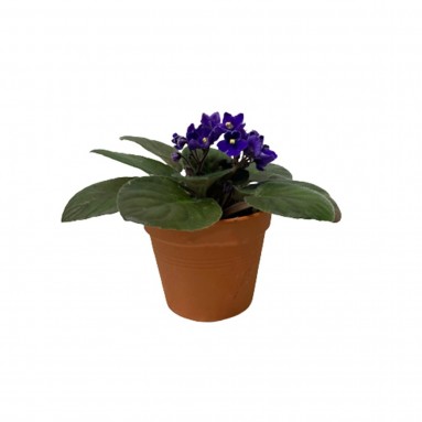 Saintpaulia (African Violet) Assorted Colour
