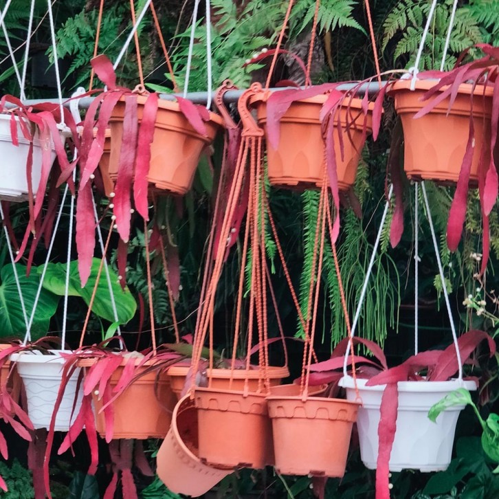 Rhipsalis Ramulosa (Pseudorhipsalis Ramulosa)