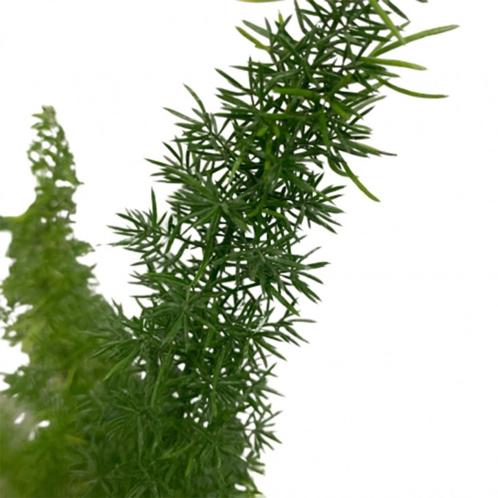 Foxtail Fern (Asparagus Densiflorus)
