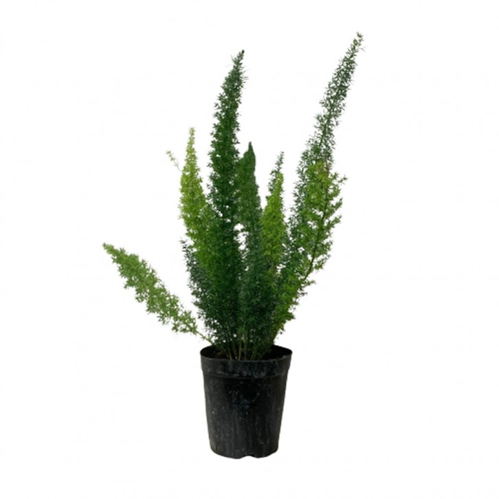 Foxtail Fern (Asparagus Densiflorus)