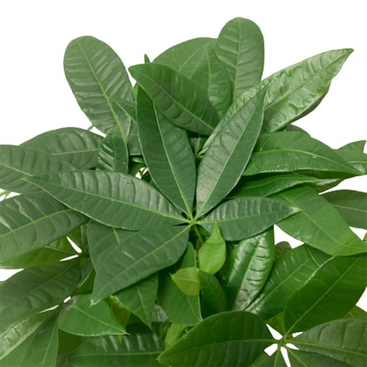 Money Tree (Pachira Aquatica)