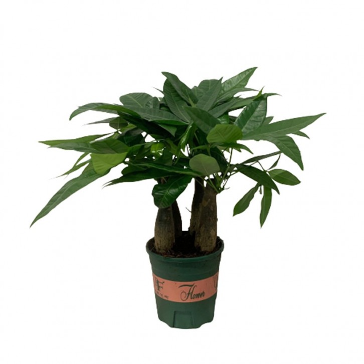 Money Tree (Pachira Aquatica)