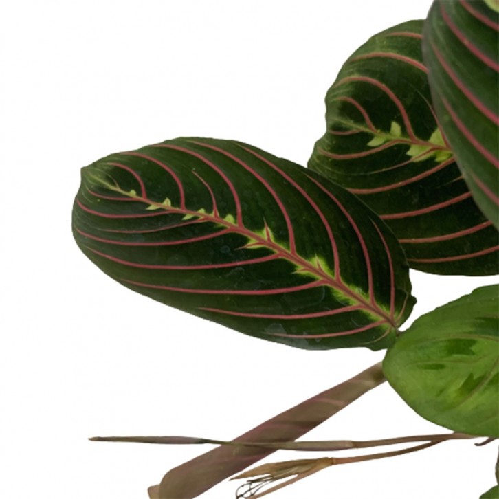 Maranta Fascinator Tricolor (Prayer Plant)