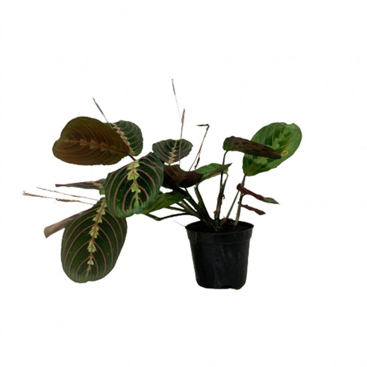 Maranta Fascinator Tricolor (Prayer Plant)