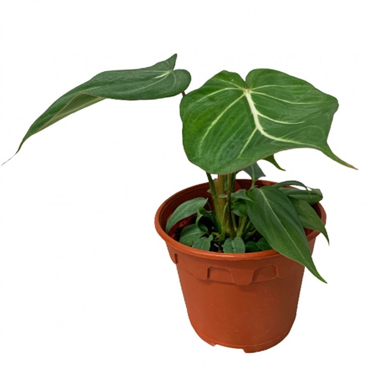Philodendron Gloriosum 'Zebra'
