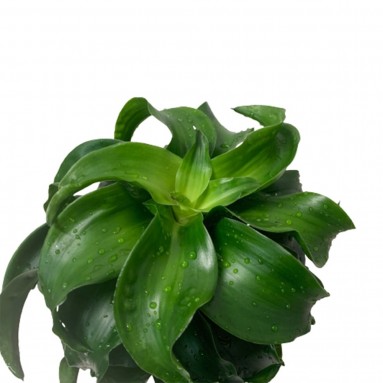 Tornado Dracaena