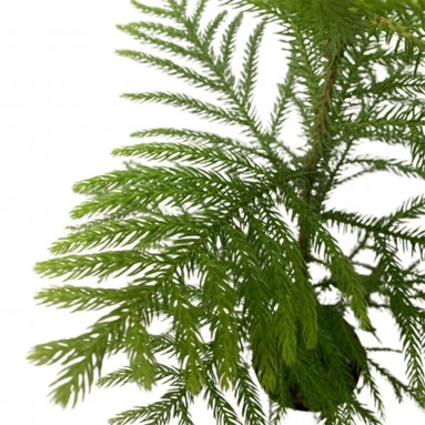 Norfolk Island Pine (Araucaria Heterophylla)