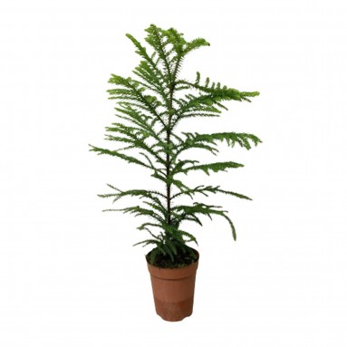 Norfolk Island Pine (Araucaria Heterophylla)