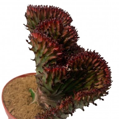 Euphorbia Lactea Cristata - Green Red (Coral Cactus)