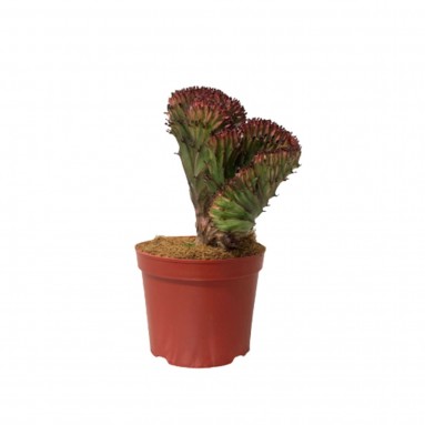 Euphorbia Lactea Cristata - Green Red (Coral Cactus)