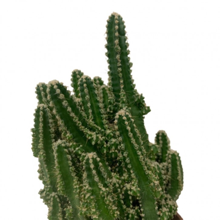 Fairy Castle Cactus (Cereus Tetragonus)