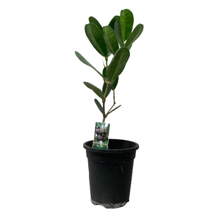 Madagascar Olive (Noronhia Emarginata)