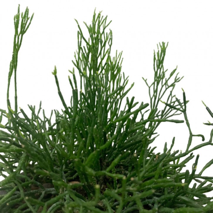 Rhipsalis on 3-Faced Greek Statue Planter Pot