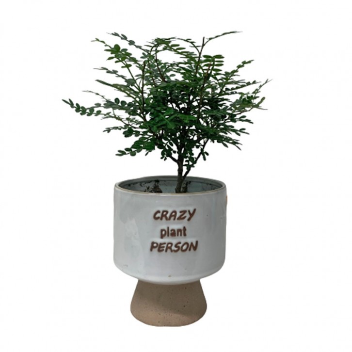 Pistacia Weinmannifolia on Crazy Plant Person Ceramic Pot