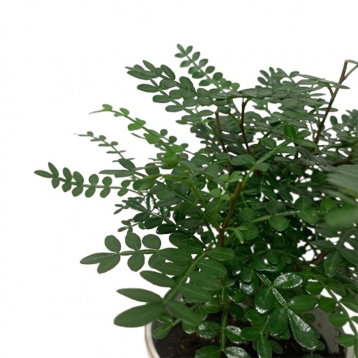 Pistacia Weinmannifolia on Crazy Plant Person Ceramic Pot