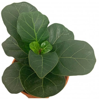 Ficus Lyrata Compacta