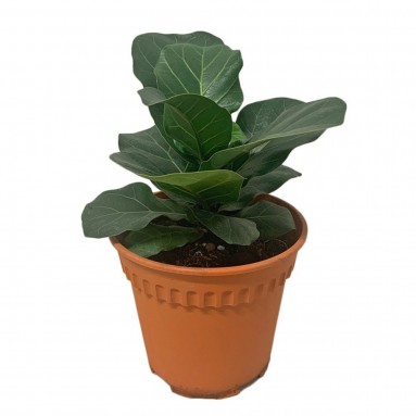Ficus Lyrata Compacta