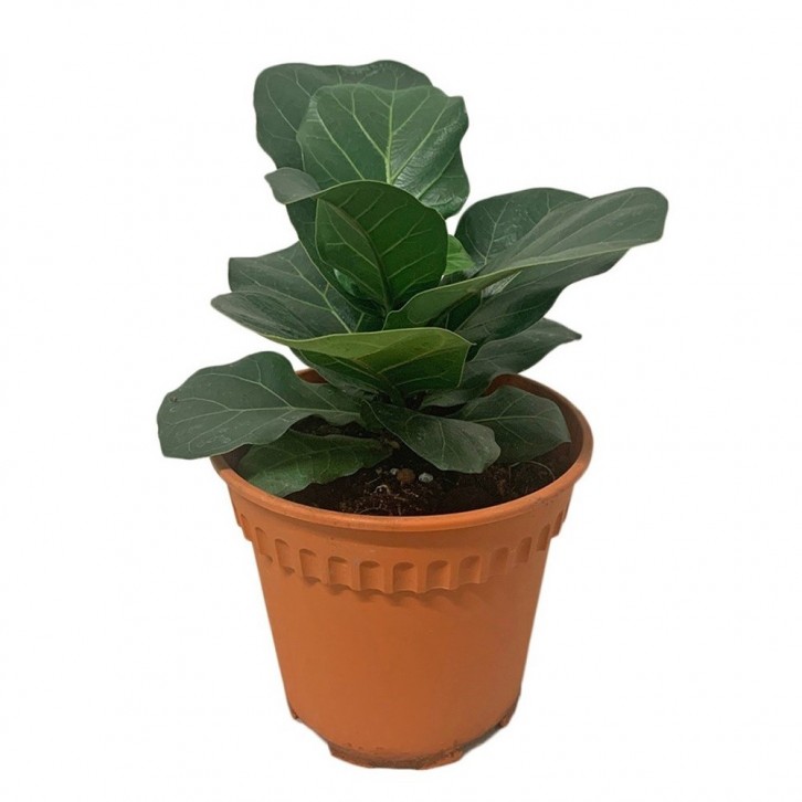 Ficus Lyrata Compacta