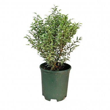 Ficus Benjamina Variegata