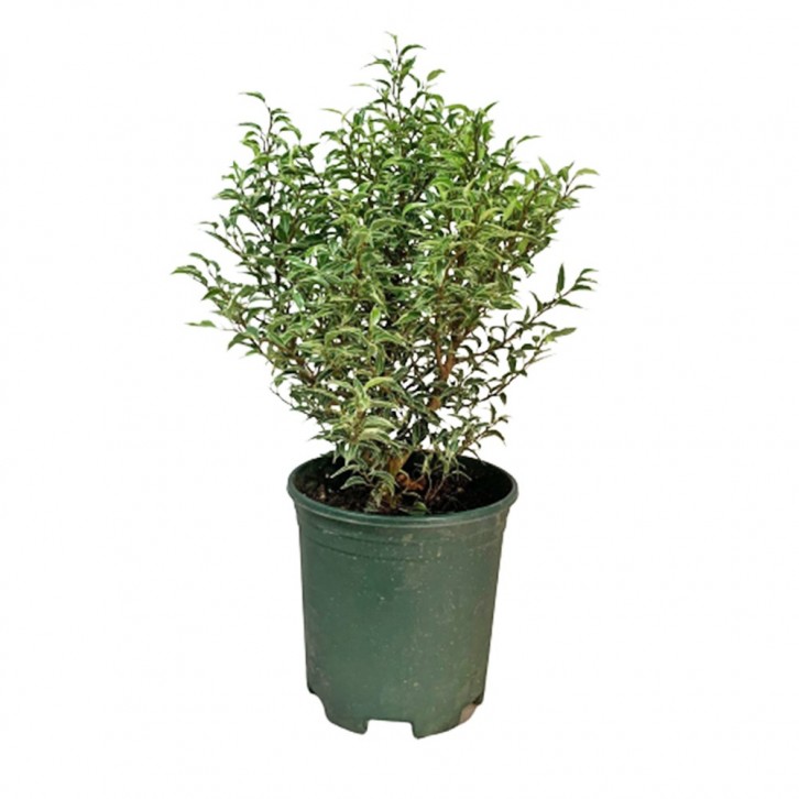 Ficus Benjamina Variegata