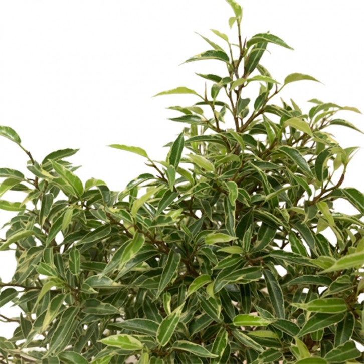 Ficus Benjamina Variegata