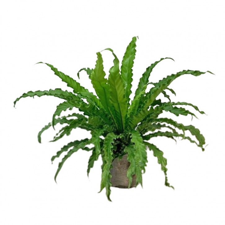 Asplenium Antiquum 'Osaka'