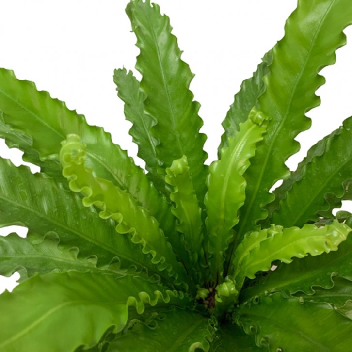 Asplenium Antiquum 'Osaka'