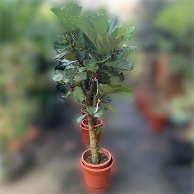 Ficus Lyrata Topiary