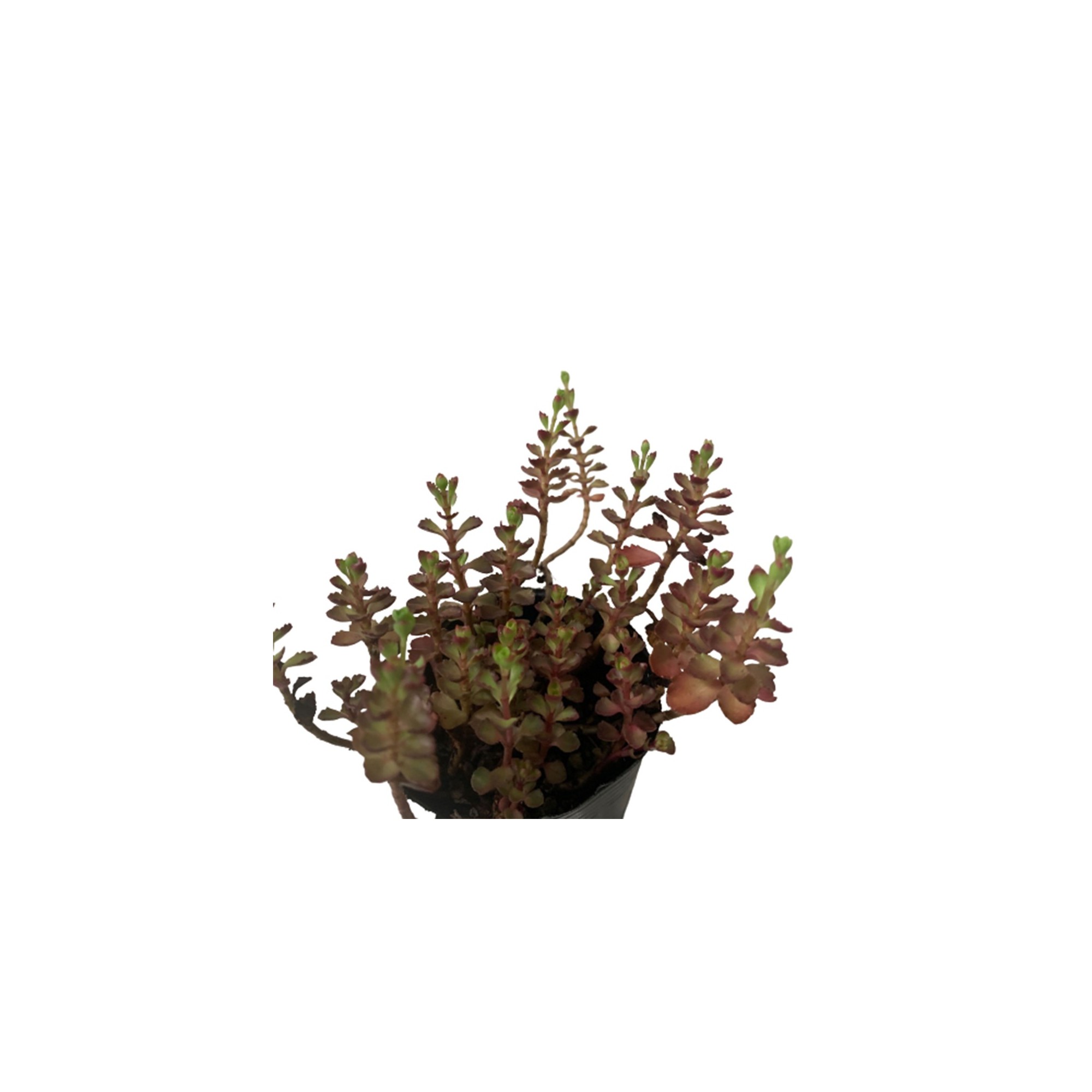 Sedum Spurium Schorbuser Blut Dragon s Blood Japan